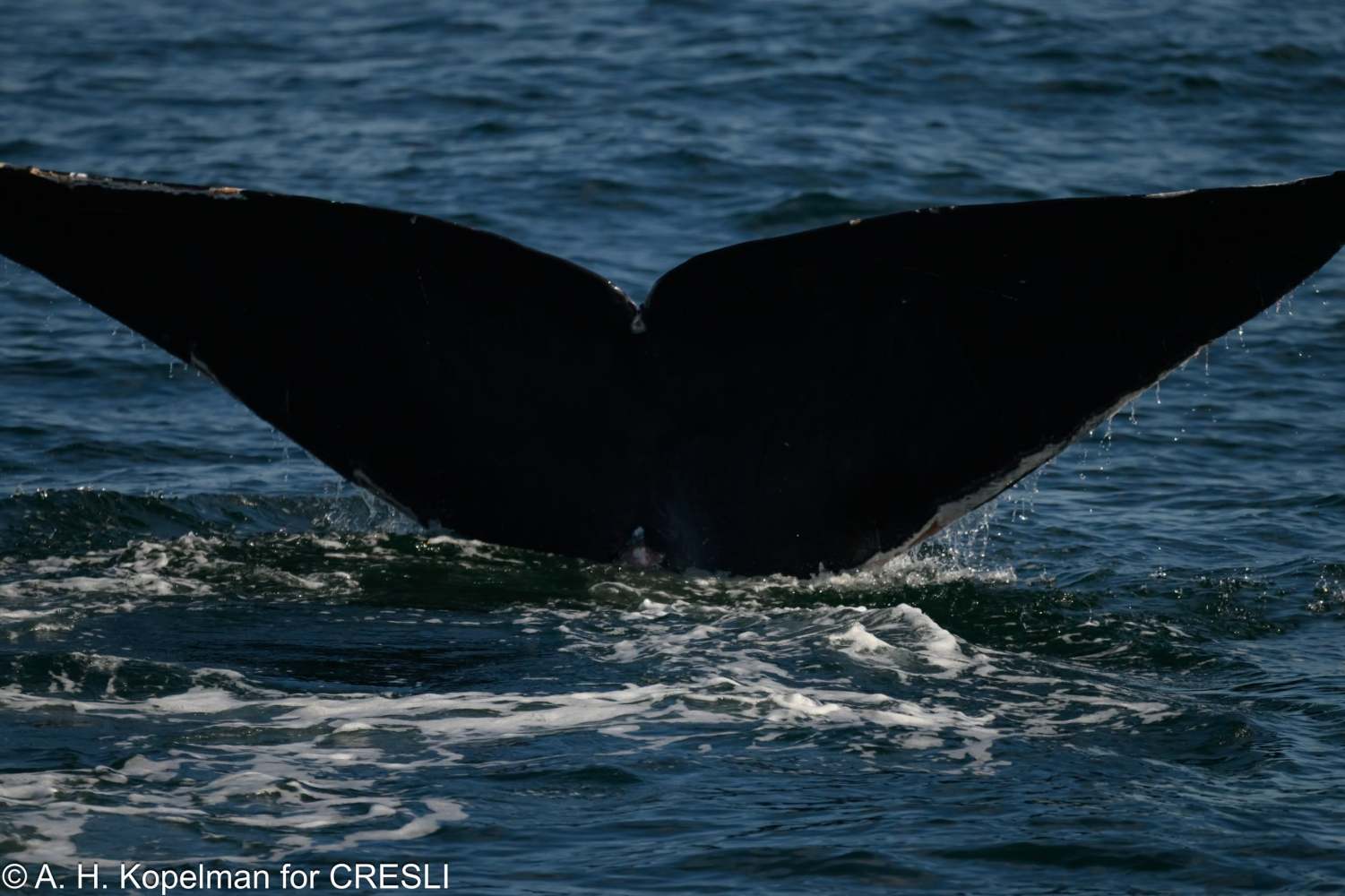 Silhouette of a whale's tail above ocean water.