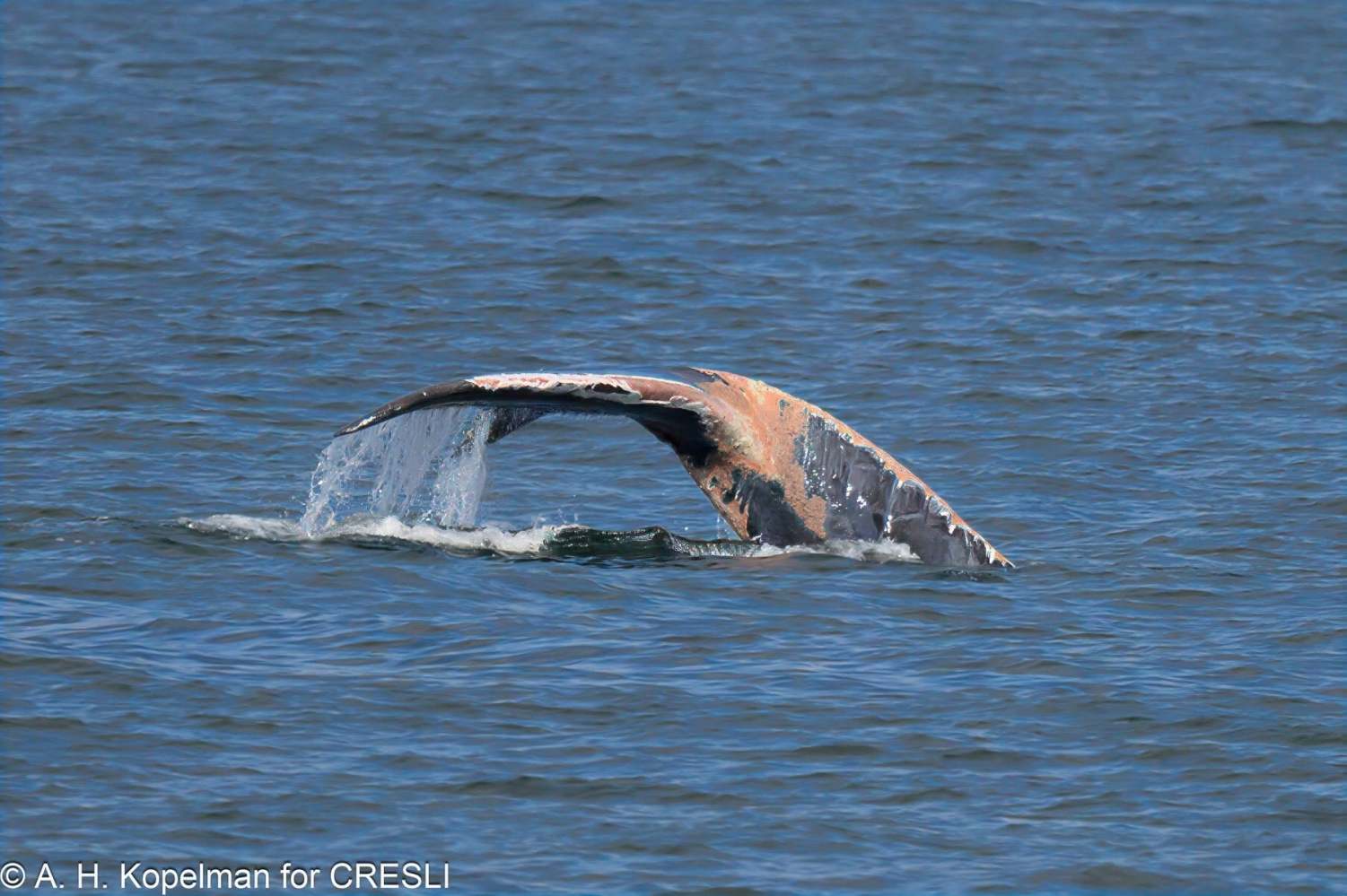 A whale's tail emerges from the water in a calm sea.
