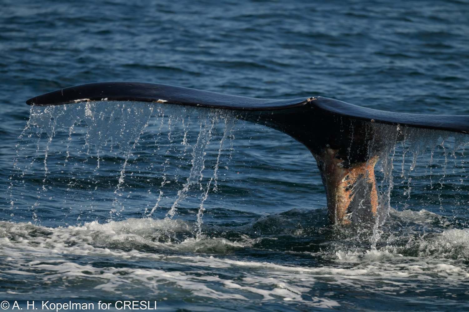 Whale tail emerging from ocean water, droplets cascading down.