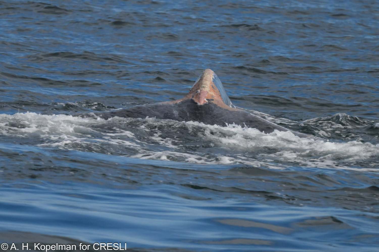 Whale surfacing in ocean water, showing its back and dorsal fin.
