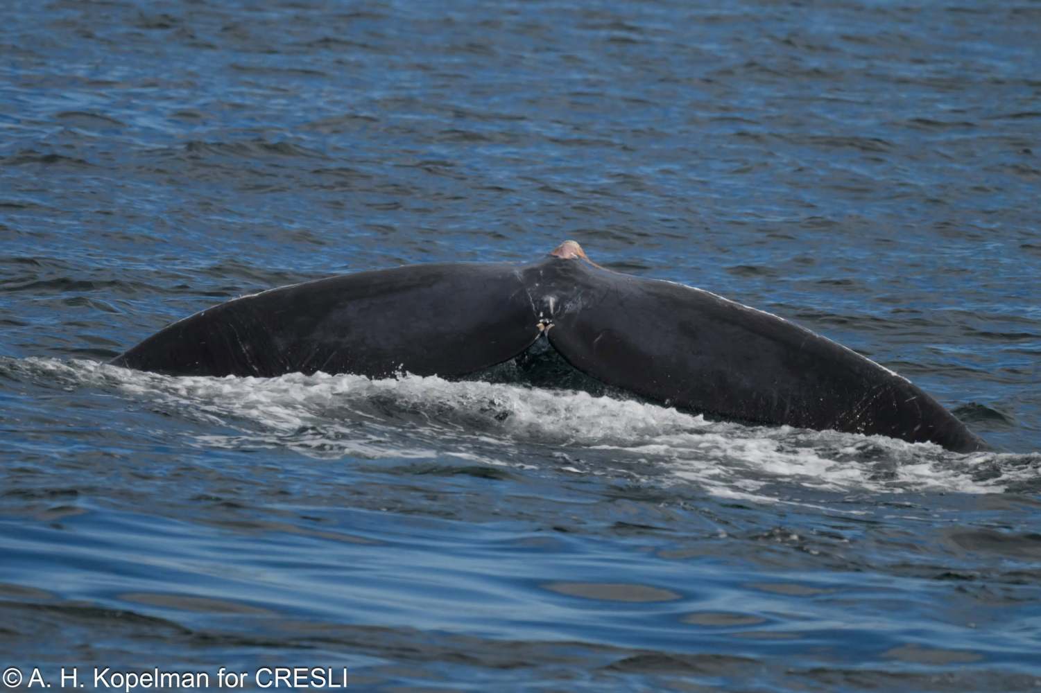 Whale fluke emerging from water in the ocean.