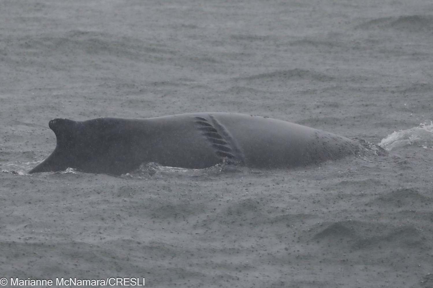 Humpback whale surface partially submerged in water.