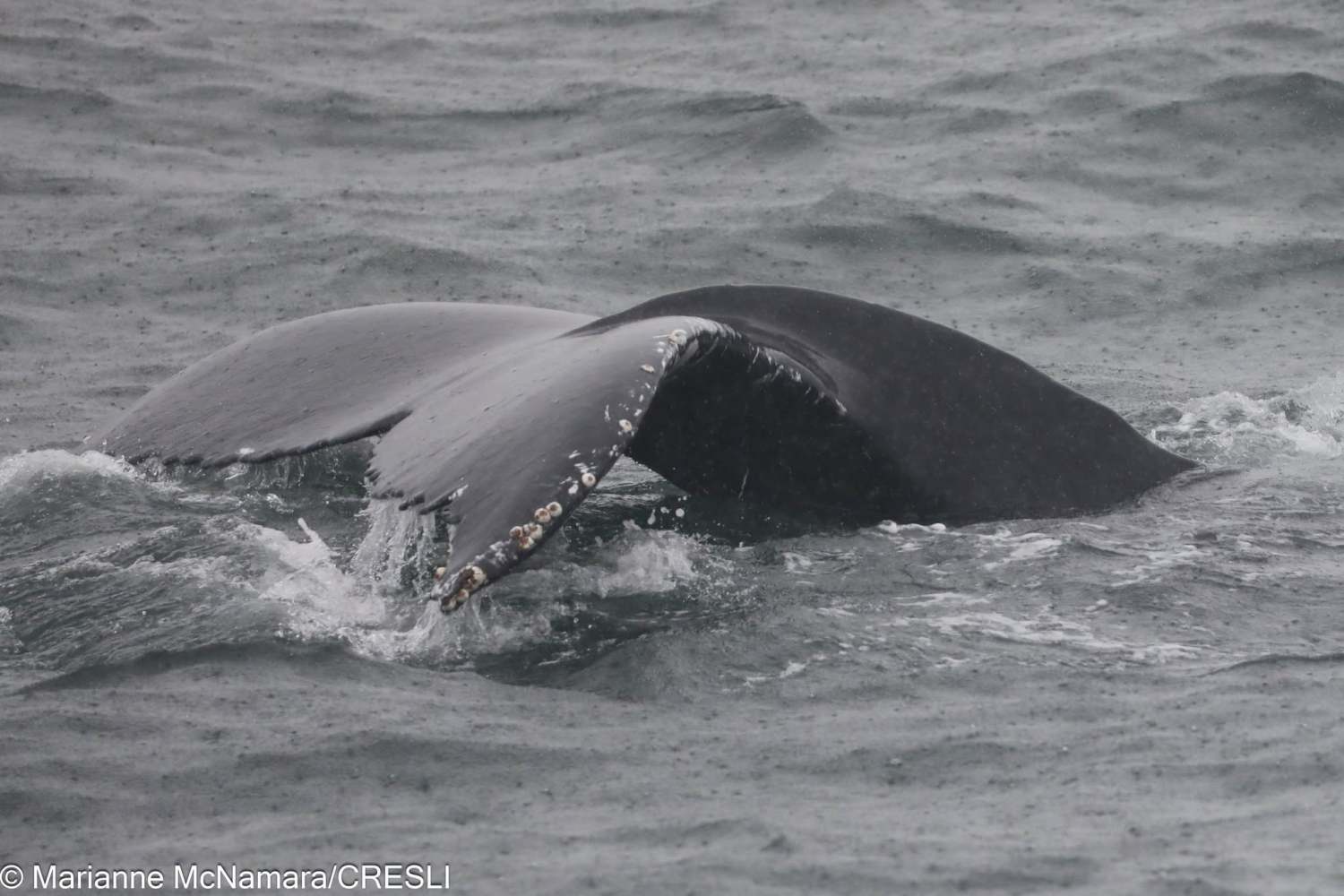 Humpback whale diving, tail above ocean surface.