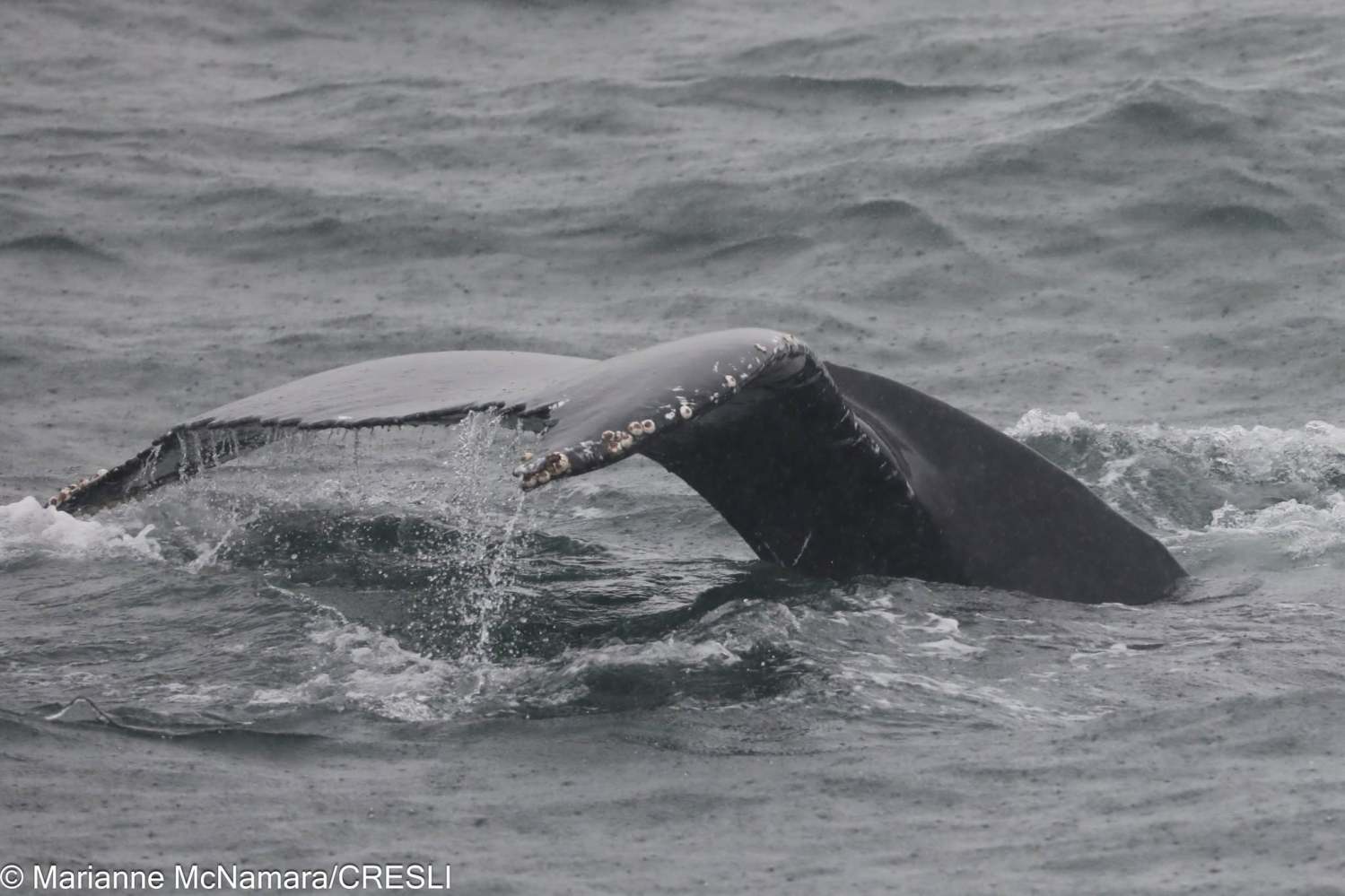 Whale tail emerging from the water in a misty ocean setting.