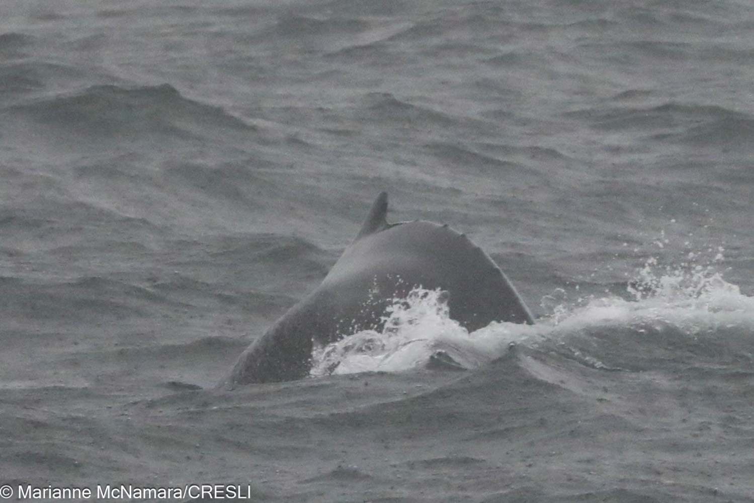 Whale dorsal fin above ocean surface, surrounded by waves