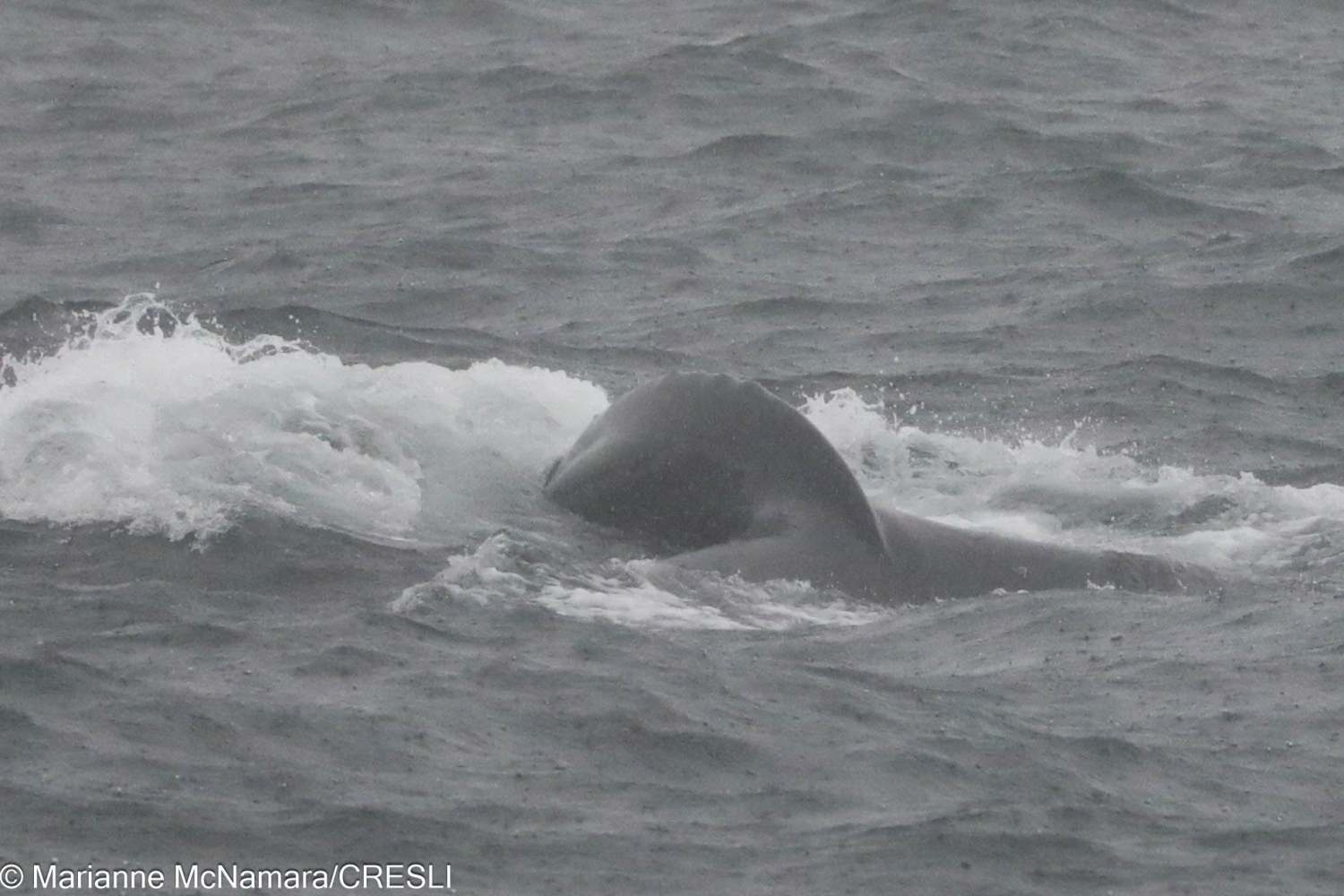 Whale emerging from choppy sea with visible dorsal fin.