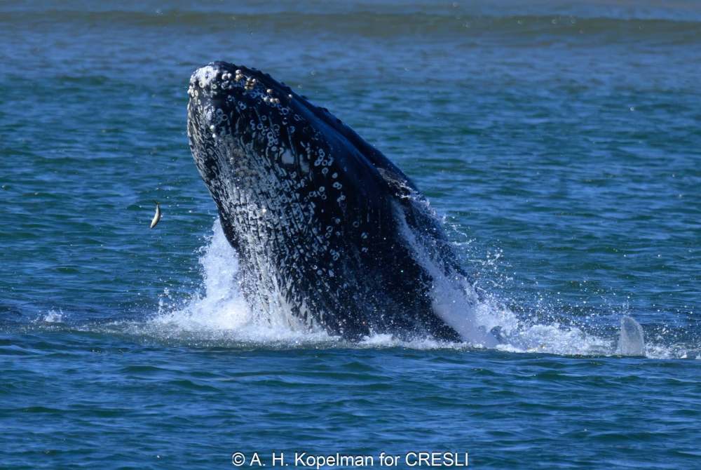Whale breaching water with small fish nearby.