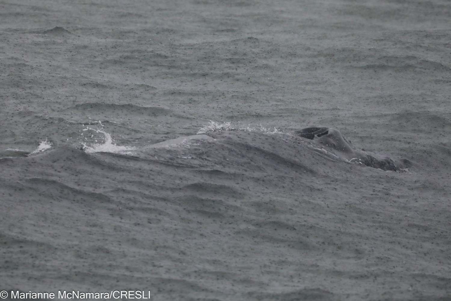 A gray whale surfacing in choppy ocean water.
