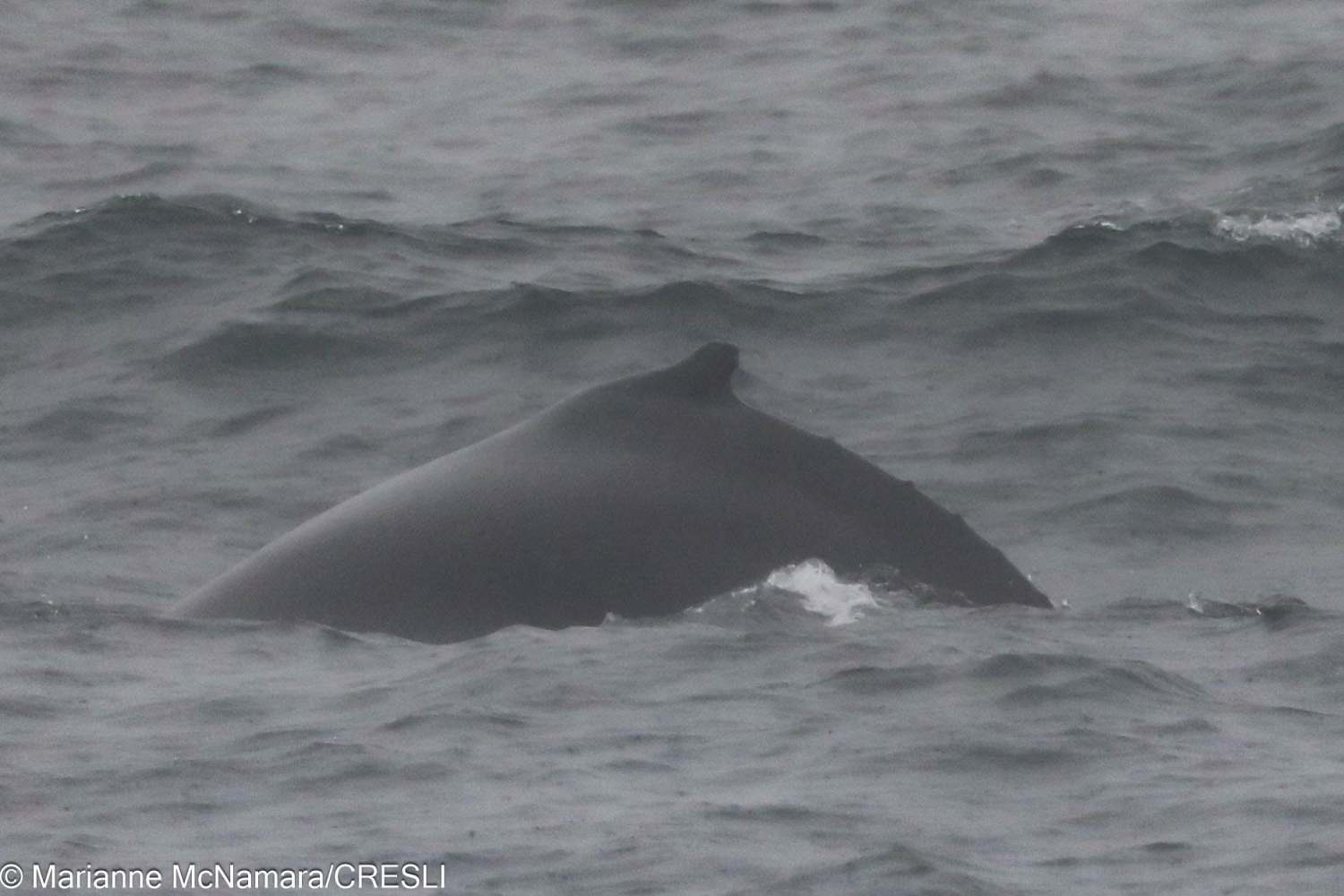 A whale partially submerged in a rough sea.