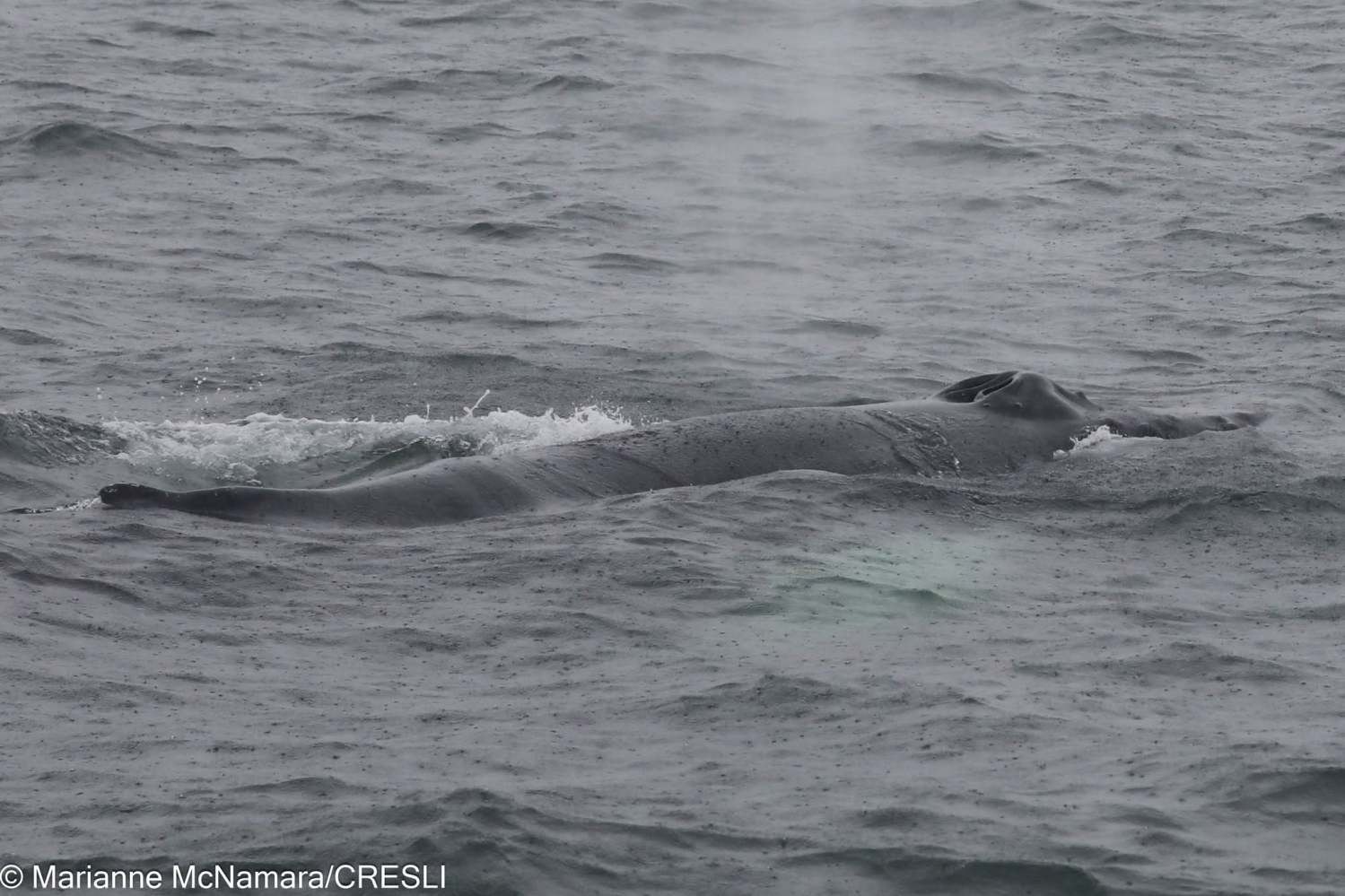 Whale surfacing in ocean, partially visible in water.