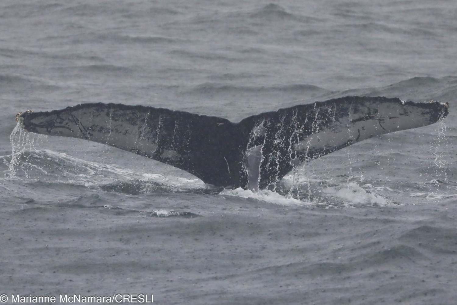 Whale tail emerging from the ocean water on a cloudy day.
