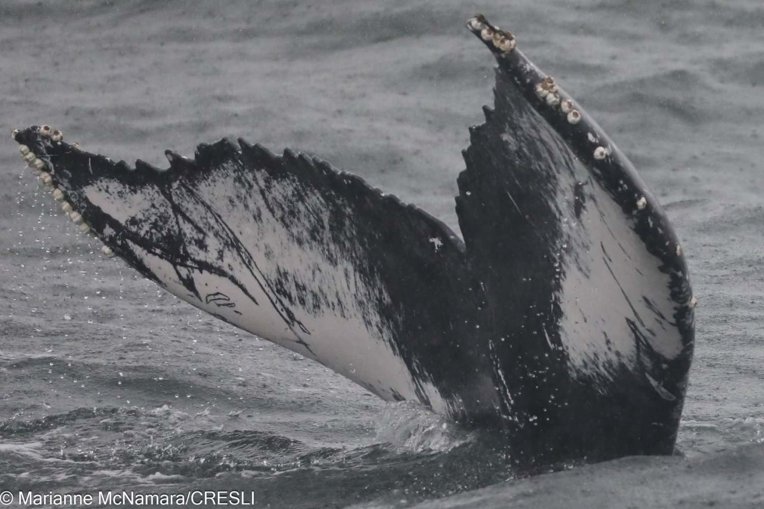 Humpback whale tail emerging from the ocean with barnacles on the edges.