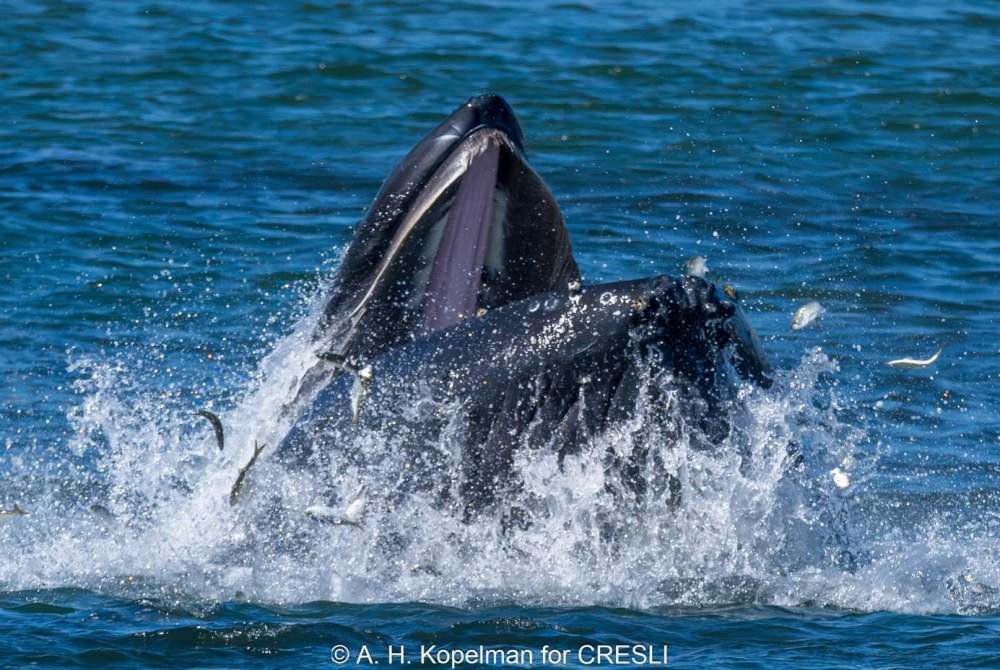 Whale breaching water with open mouth catching fish.
