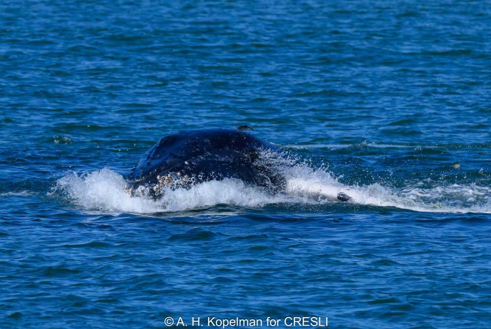 Whale surfacing in blue ocean, creating splash.