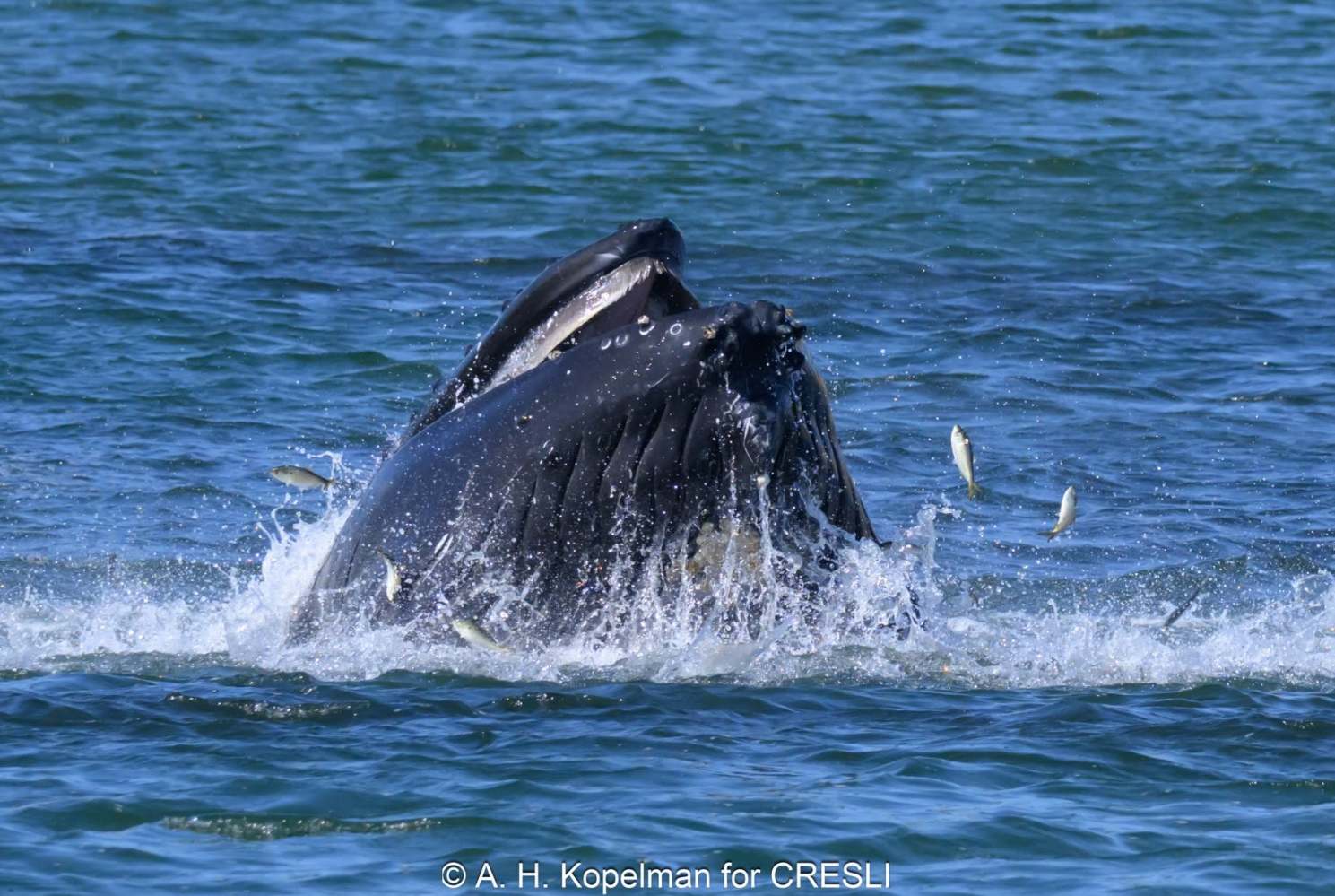 Whale breaching with mouth open, fish leaping in water.