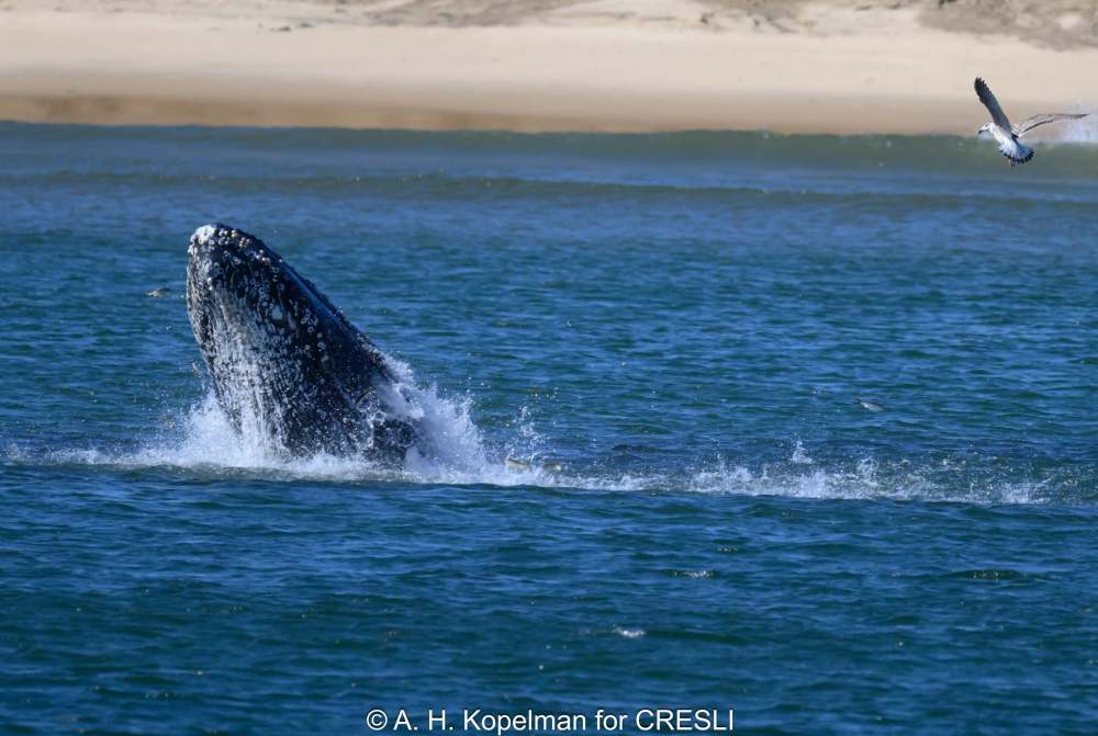 Humpback whale breaching near the surface with a bird flying overhead.
