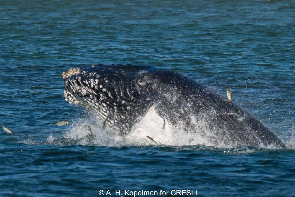 Humpback whale breaching, surrounded by small fish in the ocean.