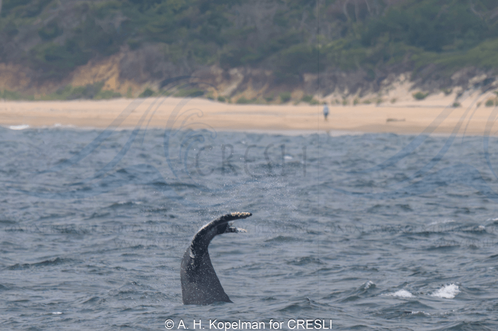 A whale's fluke partially submerged near a beach with a distant shoreline.