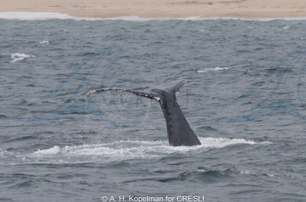 Whale tail emerging from the ocean near a sandy shoreline.