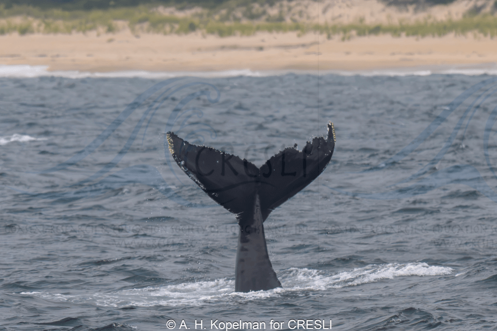 Whale tail diving in ocean near a sandy shore.