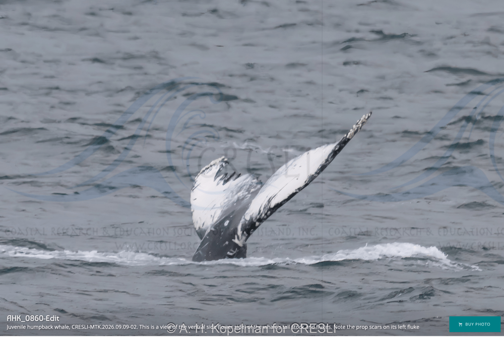 Whale fluke emerging from the ocean surface.