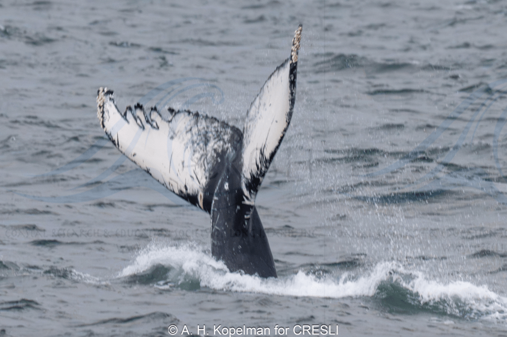 Whale tail above water with ocean waves.