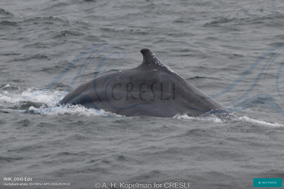 Humpback whale dorsal fin visible above ocean surface.