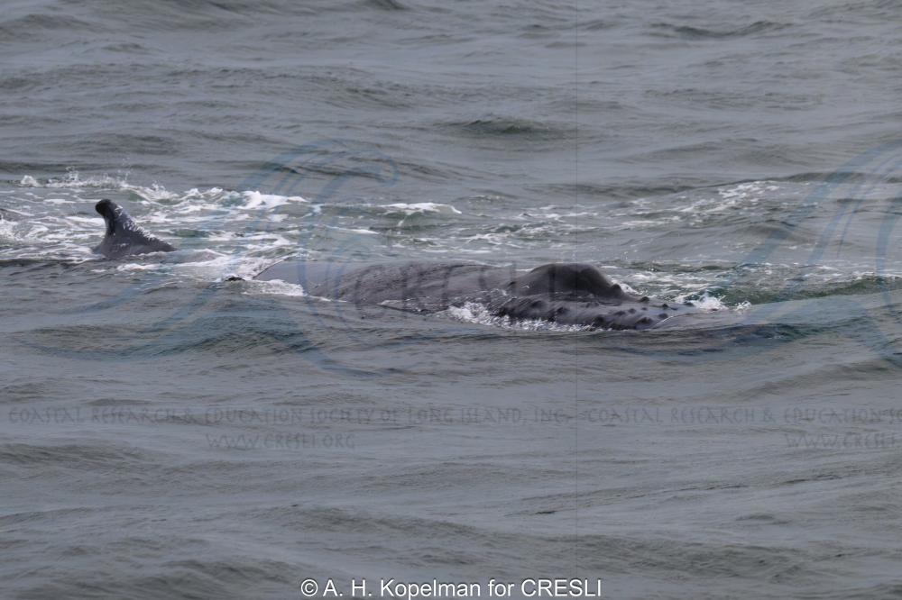 Whale partially submerged in ocean waves, only part of its body is visible.