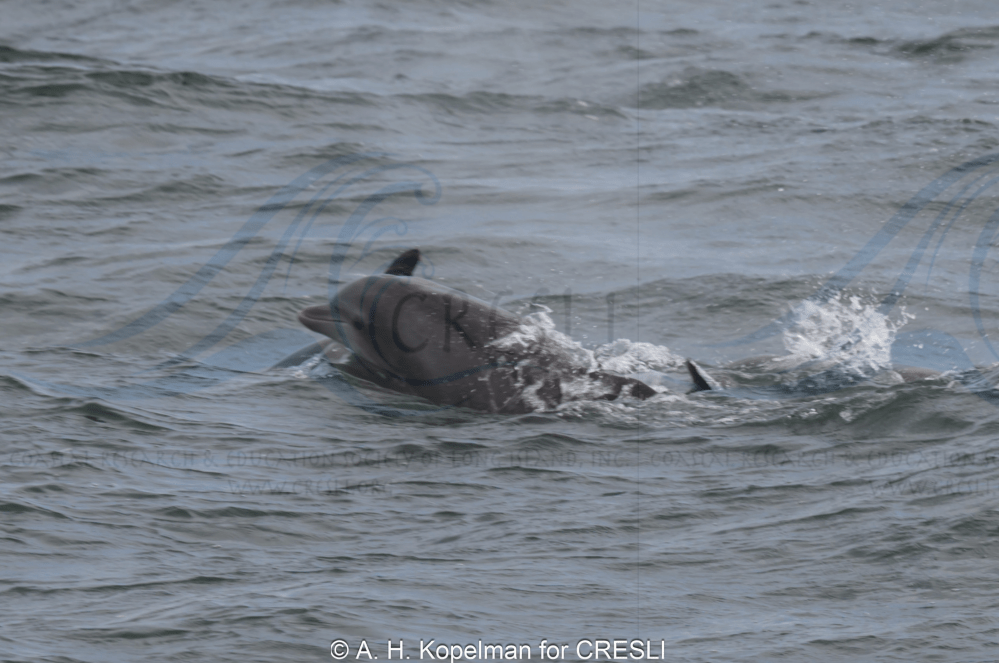 Dolphins swimming in the ocean with visible splashes.