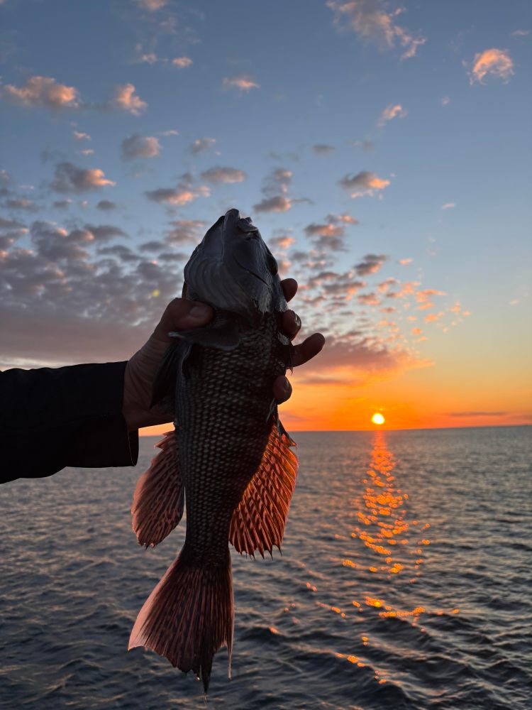 Silhouette of person holding fish against ocean sunset backdrop.