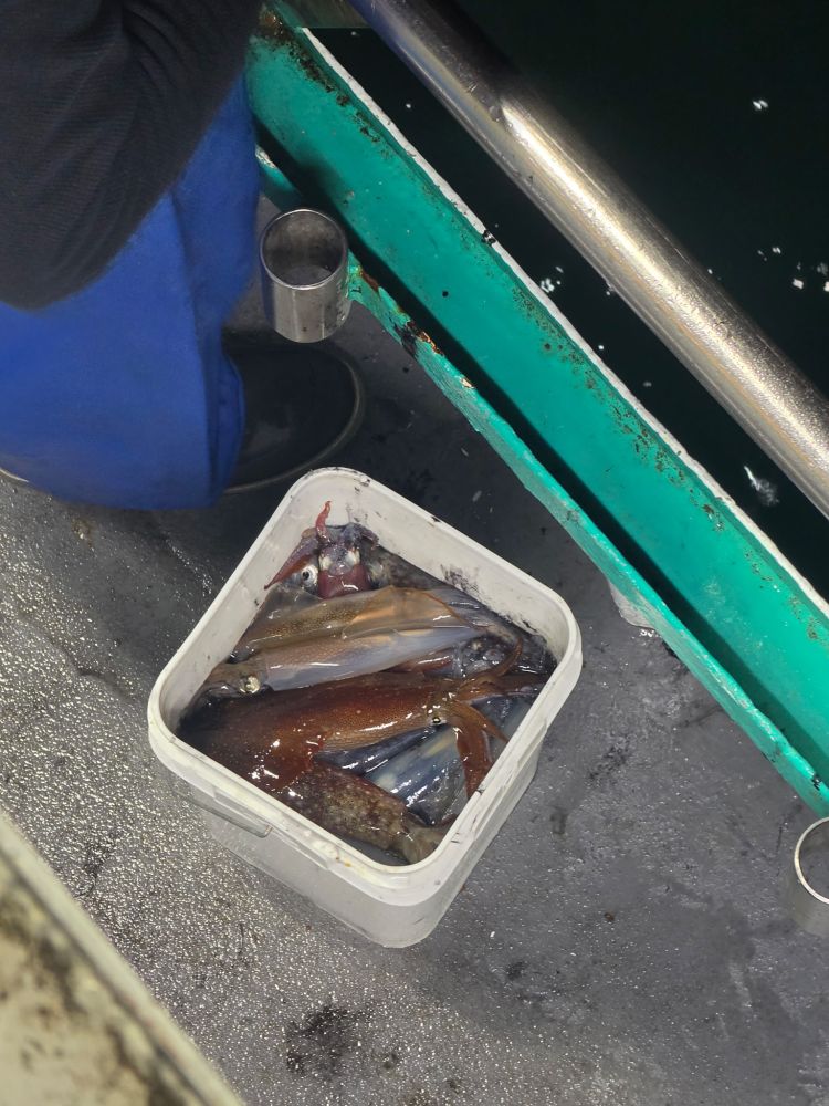 Bucket of freshly caught squid on a boat deck