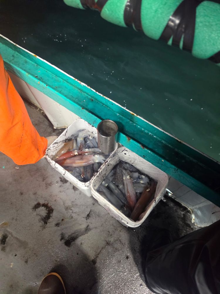Two boxes of freshly caught squid on a boat deck.