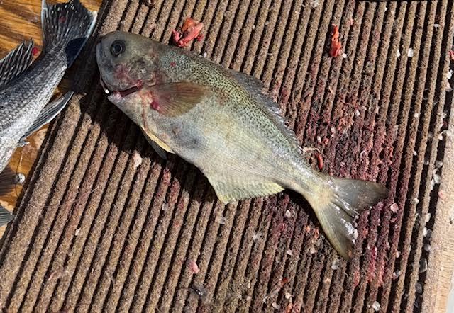 Fish lying on a textured surface with some scales and residue.