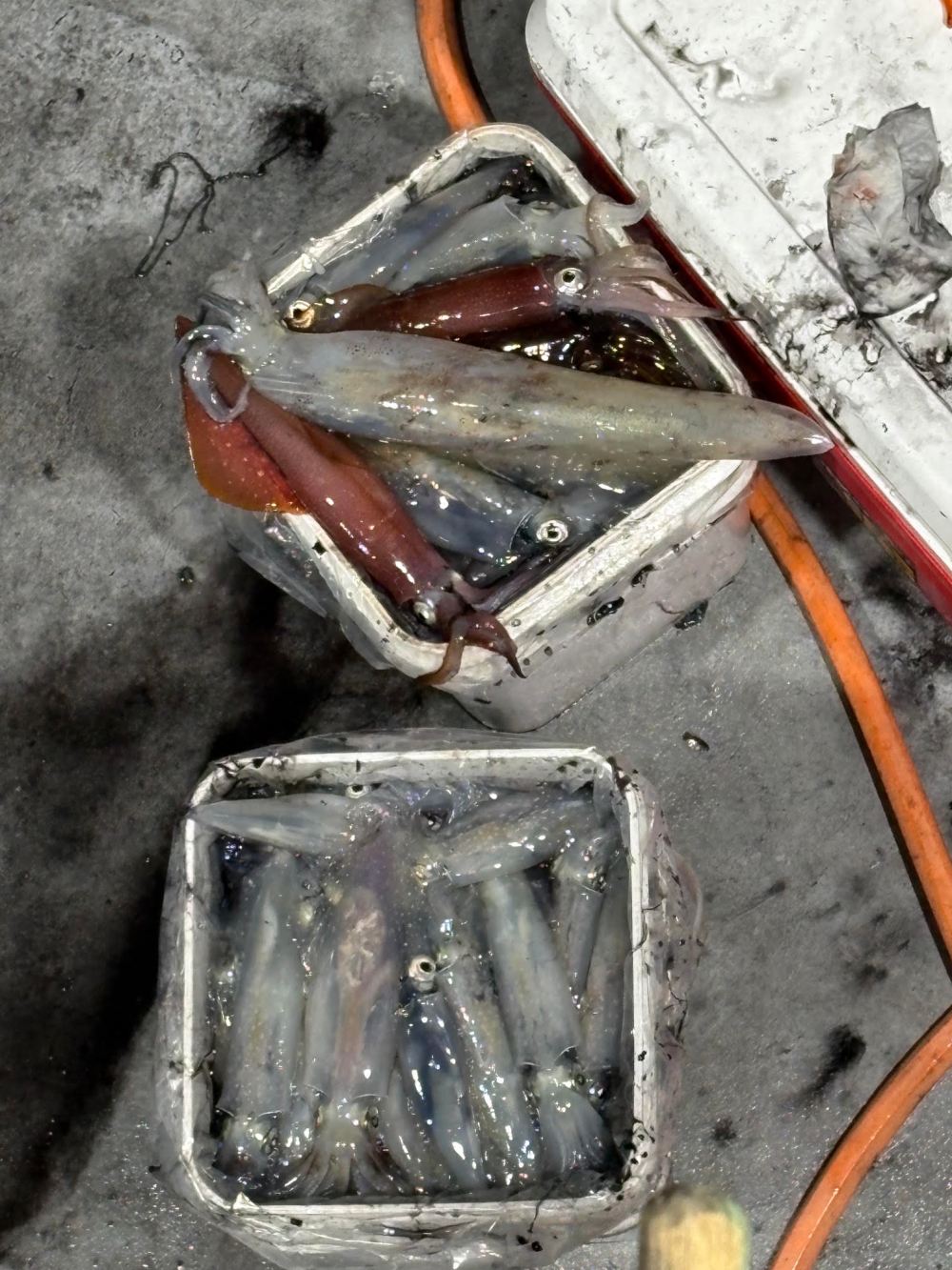 Two buckets filled with fresh squid on a wet surface.
