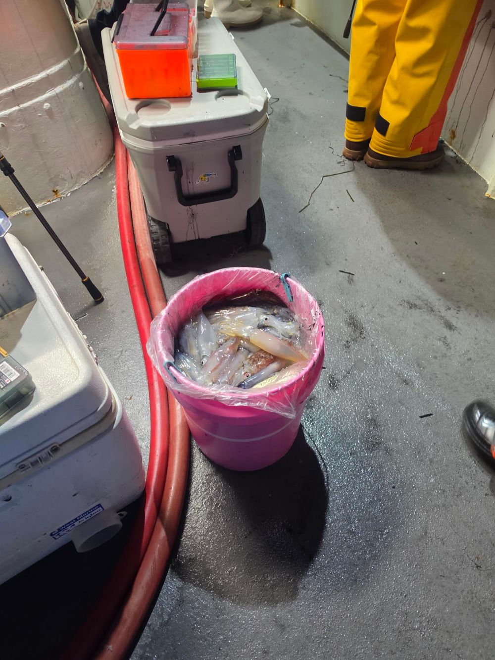 Pink trash can filled with fish inside a boat, surrounded by coolers and hoses.