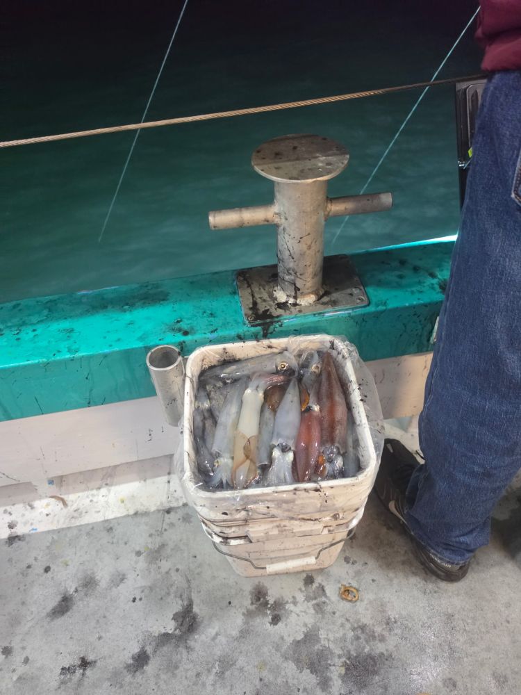 Bucket of squid on a boat at night with railing and water visible.