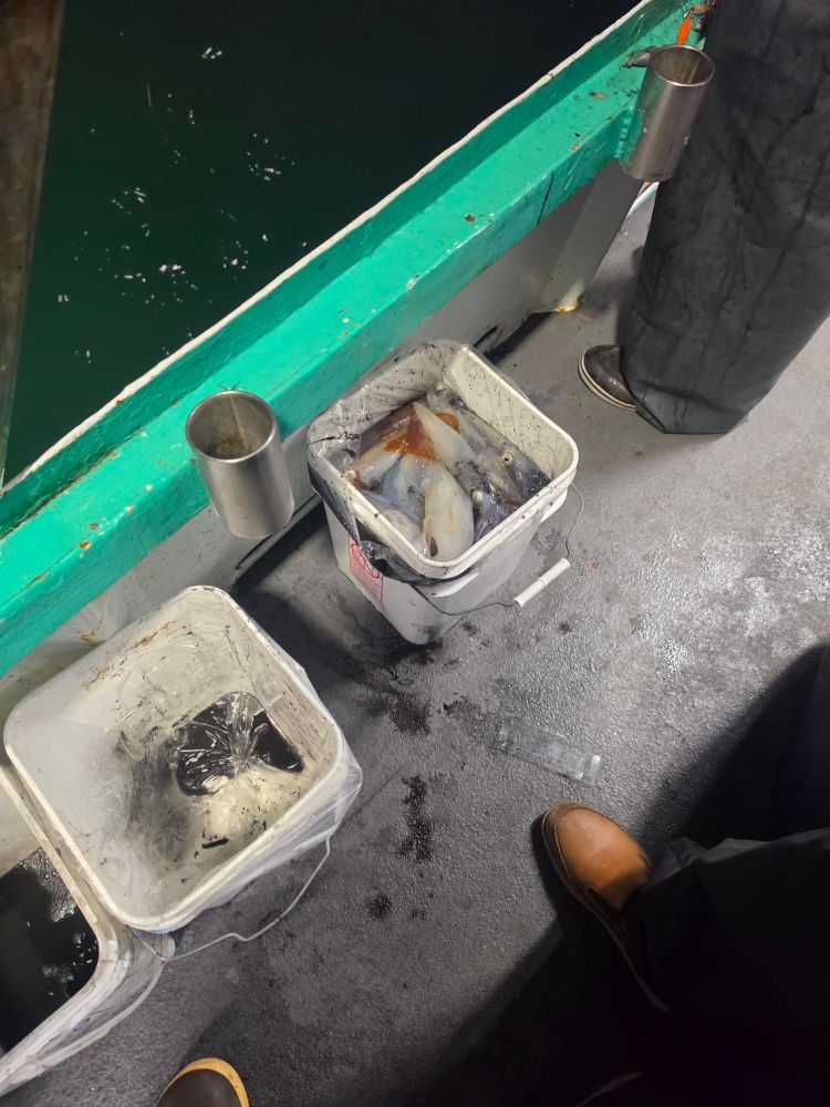 Bucket of caught squid on a boat deck at night.