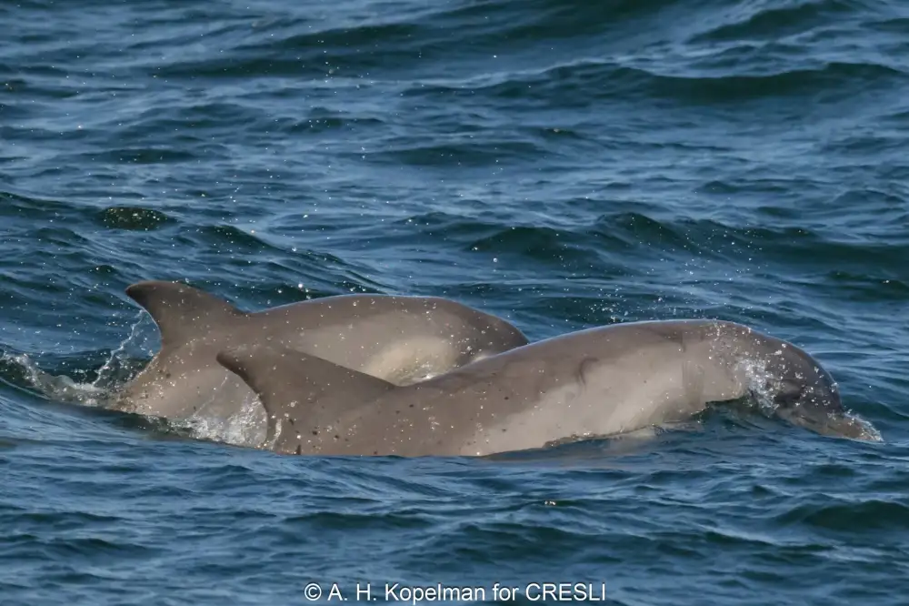 Two dolphins swimming in the ocean, partially submerged.