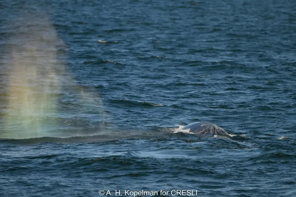 Whale spouting water with a visible rainbow in the spray on the ocean surface.