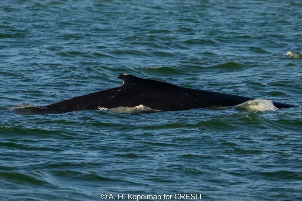 Whale surfacing in green sea water with dorsal fin visible