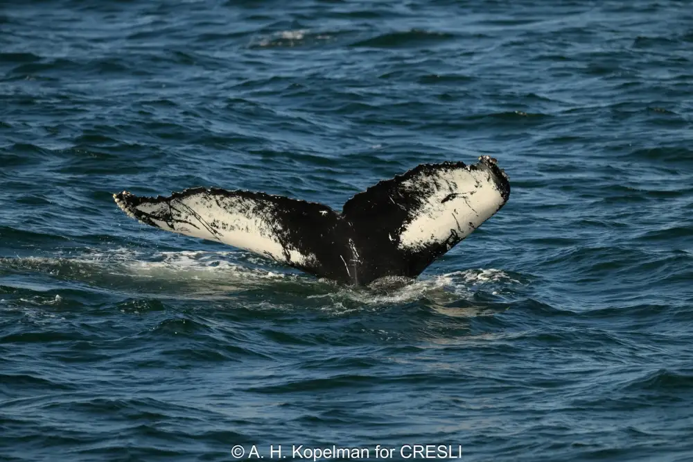 Humpback whale tail above ocean surface.